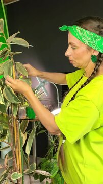 Plant owner ties a houseplant stem to a support stake at home, indoor gardening, plant training, healthy growth, maintenance routine.
