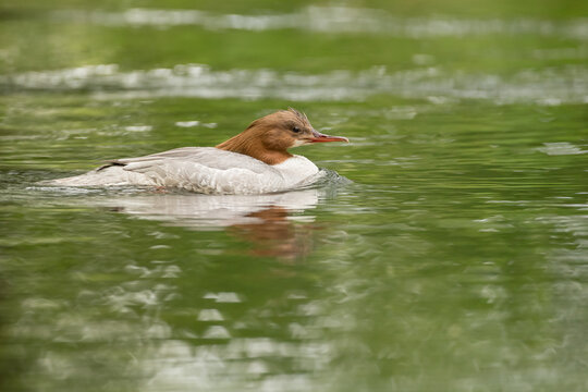 Swimming common merganser