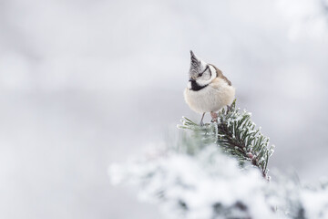 Crested tit in winter © Alexander Erdbeer