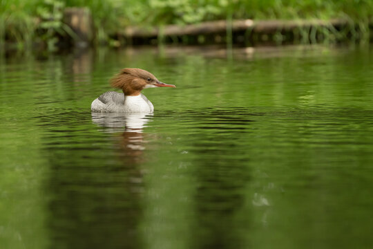 Swimming common merganser