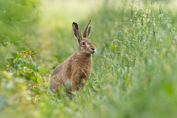 European hare sitting in a meadow © Alexander Erdbeer