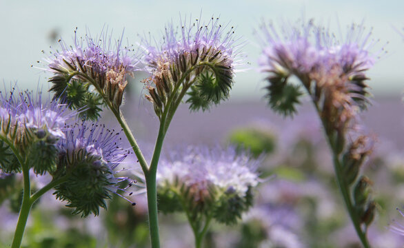 Delicate phacelia flowers in soft natural light