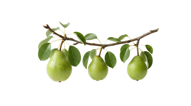 Branch of fresh green pears with vibrant green leaves PNG. Three ripe teardrop fruits hang naturally from a textured woody stem.