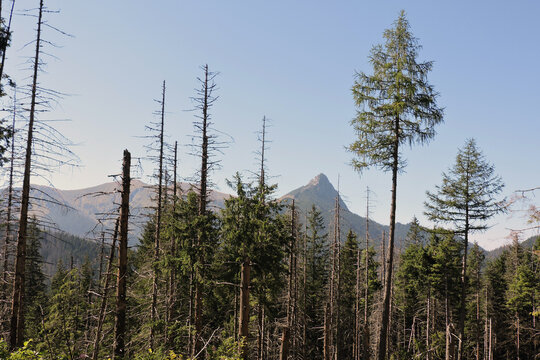 Spruce forest with dead trees in front of Giewont mountain peak in September, Tatra Mountains in Poland