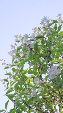 Clusters of white five-petaled blossoms with yellow stamens open across glossy green lanceolate leaves on thin woody stems, captured from low upward viewpoint against