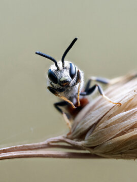 Portrait macro d&rsquo;un halicte commun (Lasioglossum calceatum)