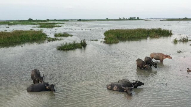 Water buffaloes bathing in a wetland, showcasing rural life and natural habitat, Phattalung Thailand