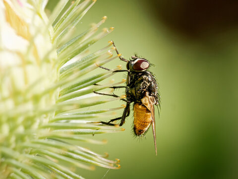 Mouche d&rsquo;automne (Musca autumnalis) sur une inflorescence