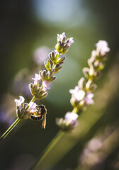 bee on a lavender flower © Nandor Palfi