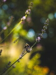 bee on a lavender flower © Nandor Palfi