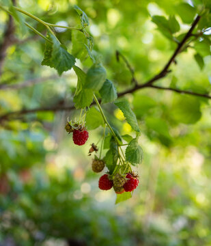 Raspberry branch in the garden with ripen fruit