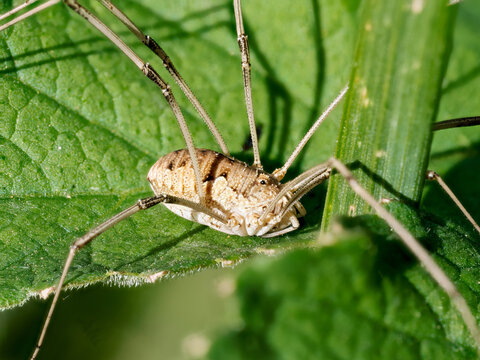 Faucheur commun (Phalangium opilio) sur une feuille