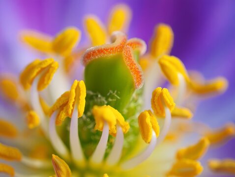 Macro shot of a delicate flower stamen and pistil