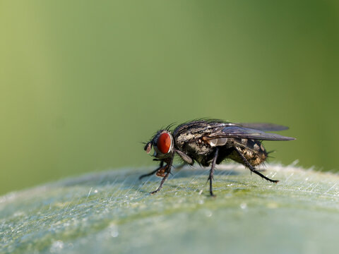 Mouches &agrave; viande (Sarcophaga sp., Sarcophagidae) sur feuillage vert