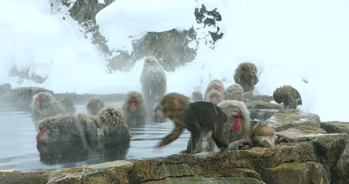 地獄谷野猿公苑の雪降りの温泉に入る猿