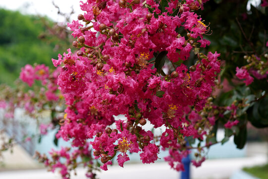 The pink of crape myrtle blossoms blooming by the coast