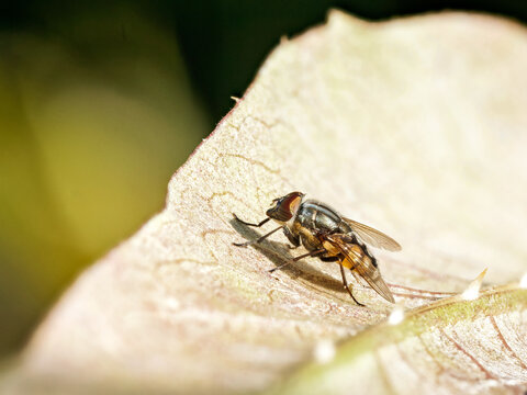Mouche &agrave; yeux ray&eacute;s (Stomorhina lunata) sur v&eacute;g&eacute;tation