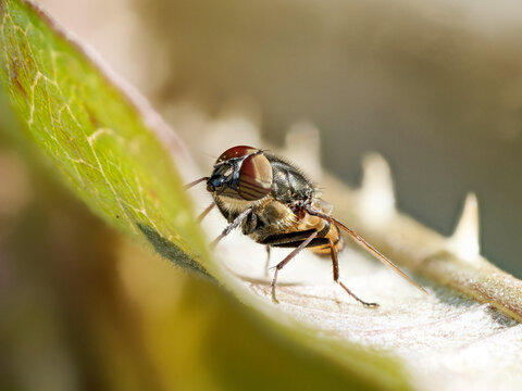 Mouche &agrave; yeux ray&eacute;s (Stomorhina lunata) sur v&eacute;g&eacute;tation
