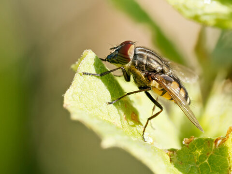 Mouche &agrave; yeux ray&eacute;s (Stomorhina lunata) sur v&eacute;g&eacute;tation