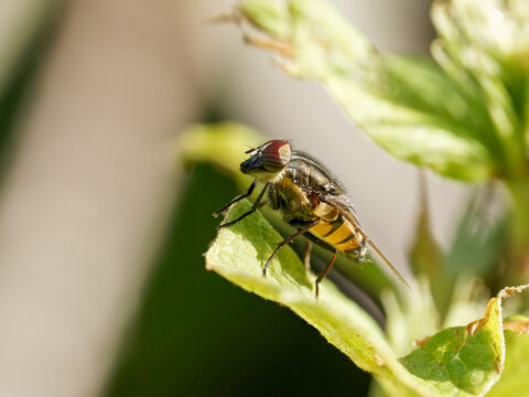 Mouche &agrave; yeux ray&eacute;s (Stomorhina lunata) sur v&eacute;g&eacute;tation
