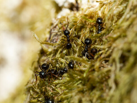 Fourmi fuligineuse (Lasius fuliginosus) sur mousse &ndash; macrophotographie