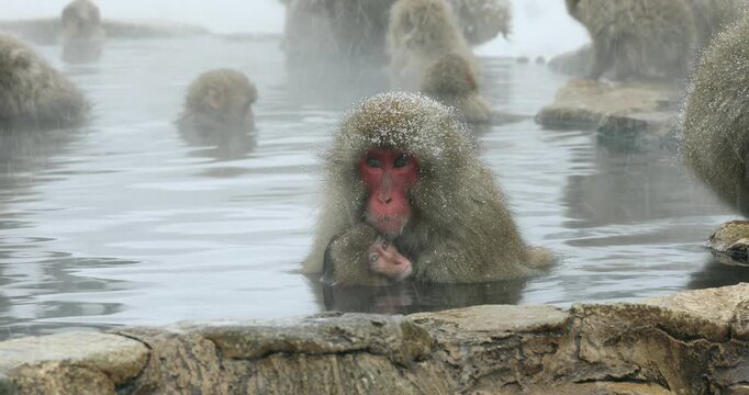 地獄谷野猿公苑の雪降りの温泉に入る猿