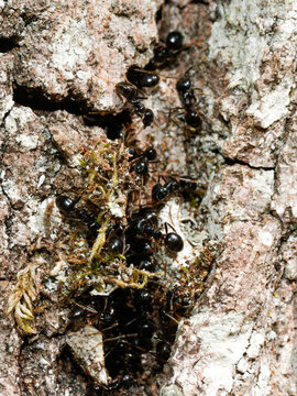 Colonie de fourmis fuligineuses (Lasius fuliginosus) dans une fissure d&rsquo;&eacute;corce