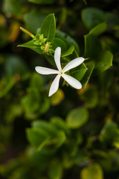Nahaufnahme einer einzelnen, zarten wei&szlig;en Blume mit sternf&ouml;rmigen Bl&uuml;tenbl&auml;ttern, die vor einem unscharfen, tiefgr&uuml;nen Hintergrund aus dichten Bl&auml;ttern steht. Ein Symbol f&uuml;r Reinheit und Natur.
