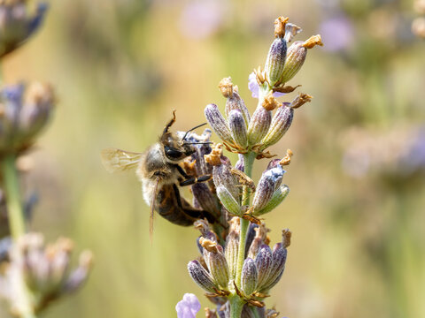 Abeille domestique (Apis mellifera) butinant une fleur de lavande