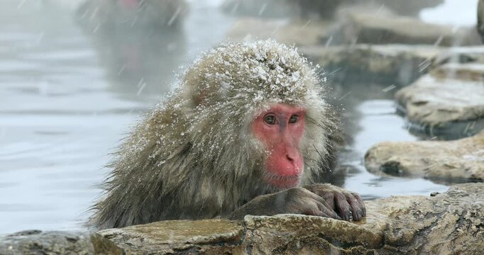 地獄谷野猿公苑の雪降りの温泉に入る猿