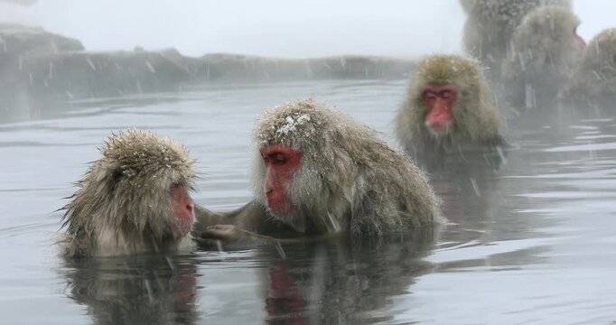 地獄谷野猿公苑の雪降りの温泉に入る猿