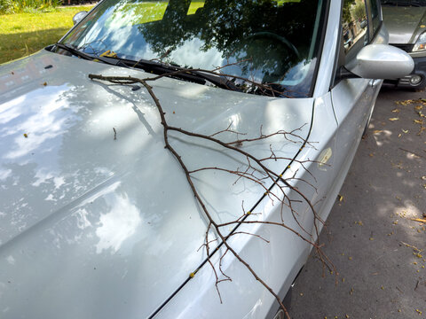 Fallen Tree Branch Damaging a Car After a Storm &ndash; Partial Coverage Insurance and Storm Damage Concept