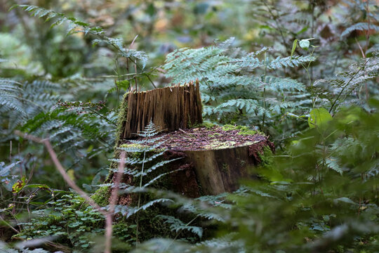 Ein moosbewachsener Baumstumpf steht inmitten von sattgr&uuml;nem Farn in einem dichten, mystischen Wald. Die Szene zeigt den nat&uuml;rlichen Verfall und die Regeneration im &Ouml;kosystem eines Waldes.