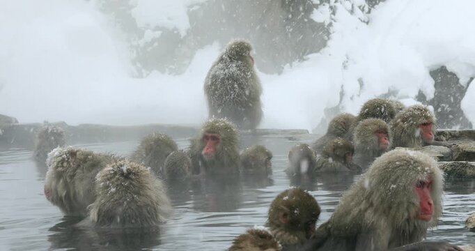 地獄谷野猿公苑の雪降りの温泉に入る猿