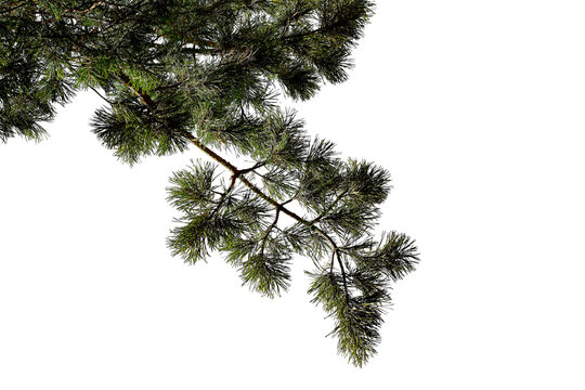 Photo of a natural pine branch. Close-up. Nature. Pine forest. Transparent background.