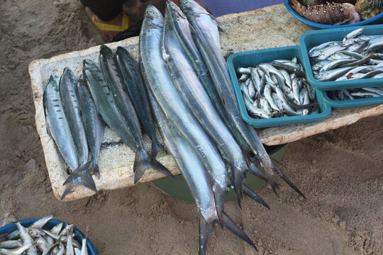 display of fresh catch at a fish market, featuring slender needlefish (Hemiramphus or Strongylura species) laid out over styrofoam container alongside small schooling fish in plastic baskets.