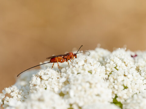 Gu&ecirc;pe parasito&iuml;de Braconidae femelle avec long ovipositeur sur une fleur blanche