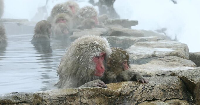 地獄谷野猿公苑の雪降りの温泉に入る猿