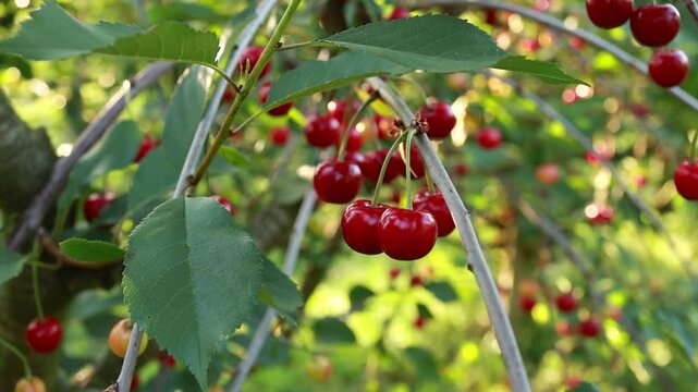 Ripe Red Cherries on Tree Branch with Ant in Summer Orchard
