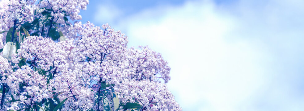 Blossoming trees in a garden. Blue toned. Spring nature background