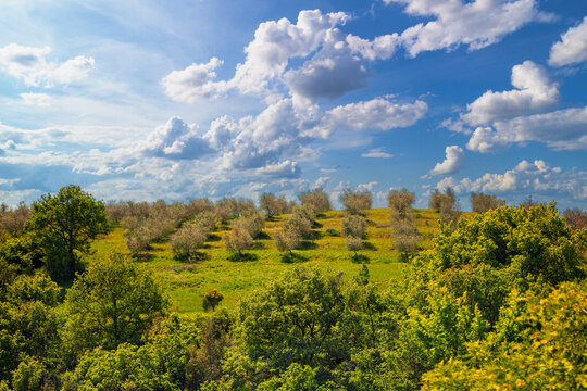 Olive plantation on the hill on a spring sunny day. Tuscany, Italy