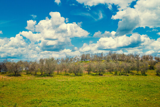 Olive plantation on the hill on a spring sunny day. Tuscany, Italy