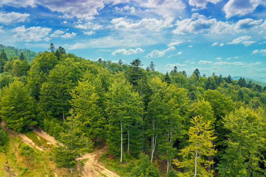 Green trees on the slope of mountains in summer