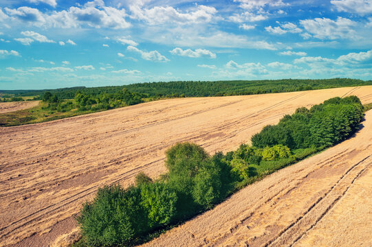 View from above of cultivated wheat field on the hills with blue sky. Rural landscape in summer