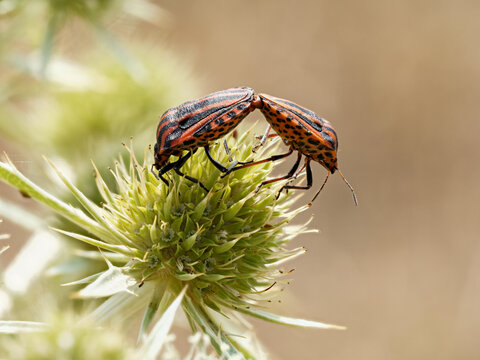 Deux Punaises arlequin (Graphosoma italicum) en accouplement &agrave; Venoy, Bourgogne