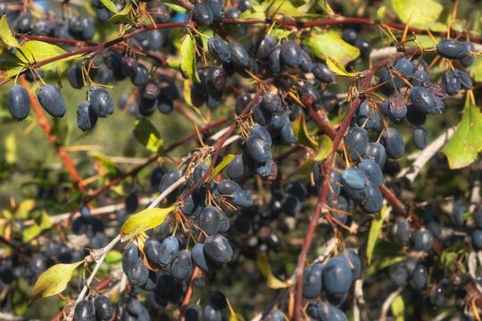 Close-up full frame texture of ripe blue barberry berries growing abundantly on thorny branches with leaves. Ideal for organic food, natural ingredient backdrops, and agricultural concepts.