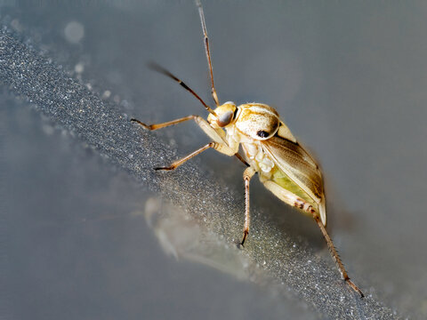 Punaise Lygus pratensis en macrophotographie