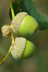 A close up view of several green acorns on a branch, showcasing nature's intricate details and vivid colors © Henk