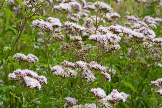 Abundant Field of Delicate Purple and White hemp-agrimony, Eupatorium cannabinum Blossoms on Green Stems Reflect Natural Beauty and Growth in a Meadow