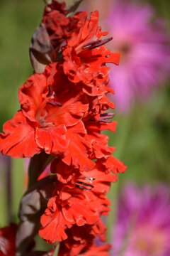 Close-up of a red gladiolus cultivar in a summer flowerbed